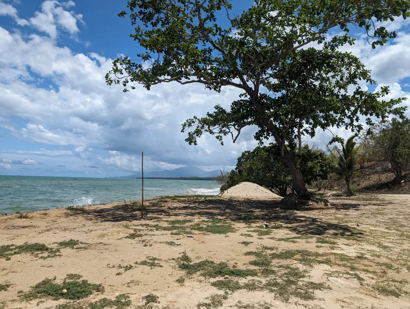 Large leafy tree providing shade on a sandy Palawan beach overlooking the blue ocean with mountains in the distance