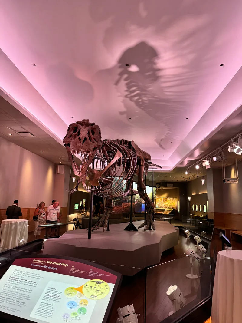 Tyrannosaurus Rex skeleton at the Field Museum in Chicago, Illinois dramatically lit in pink and purple with shadow on the ceiling