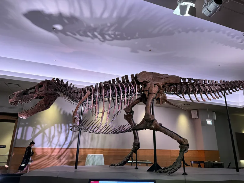 Full side view of Tyrannosaurus Rex skeleton at the Field Museum in Chicago, Illinois with dramatic ceiling shadow