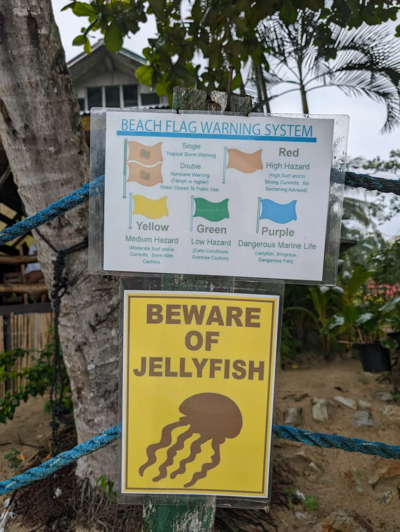 Jellyfish warning — and actually useful instructions, not just a sign Beach warning signs attached to a tree at Port Barton Palawan, including a beach flag warning system sign and a beware of jellyfish sign with illustration