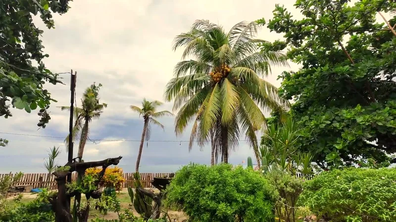 Tropical garden with coconut palm tree, lush plants, and ocean view at beach resort in Roxas, Palawan Philippines